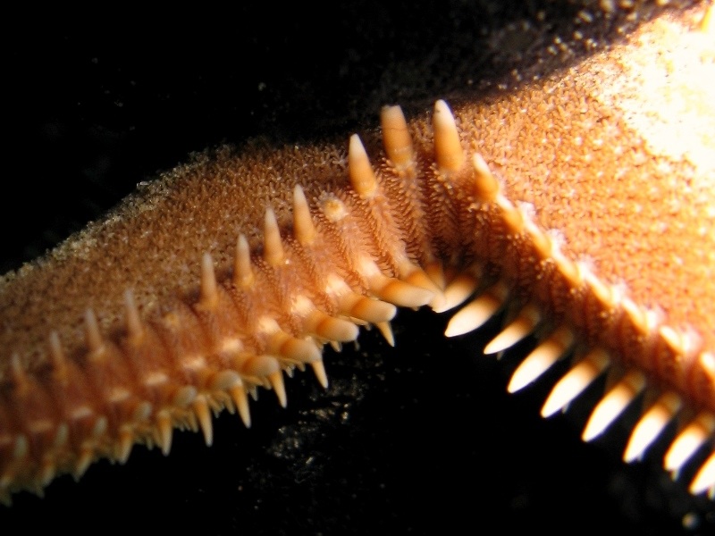 Astropecten platyacanthus (Philippi, 1837)